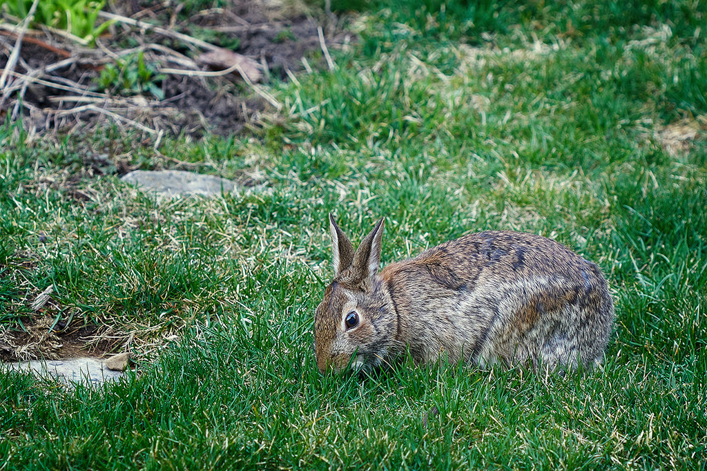 Easter Bunny ? by gardencat