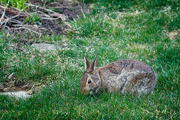 7th Apr 2021 - Easter Bunny ?