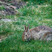 Easter Bunny ? by gardencat