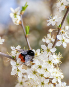 7th Apr 2021 - Bumblebee and Blossom 