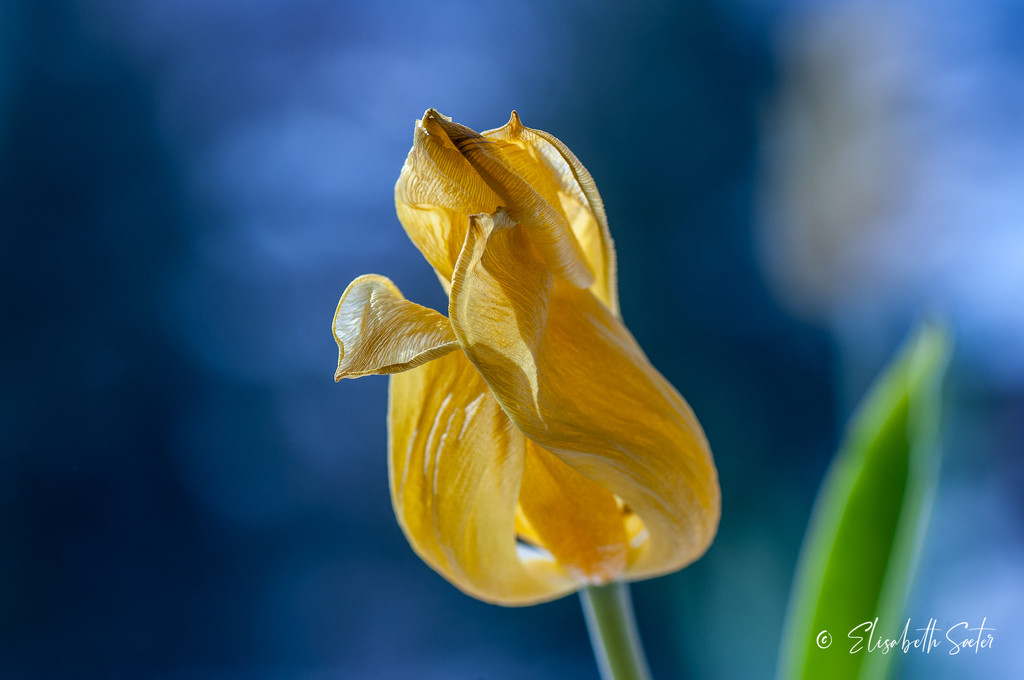 Another withered tulip by elisasaeter