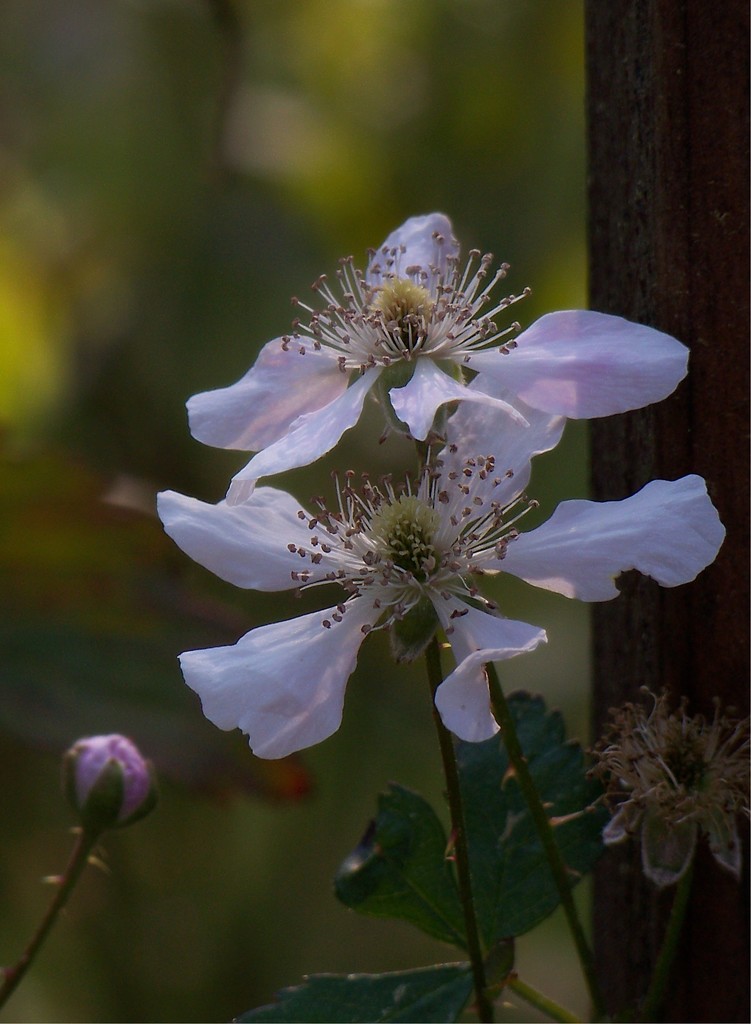 Dewberry blossoms in the evening light... by marlboromaam