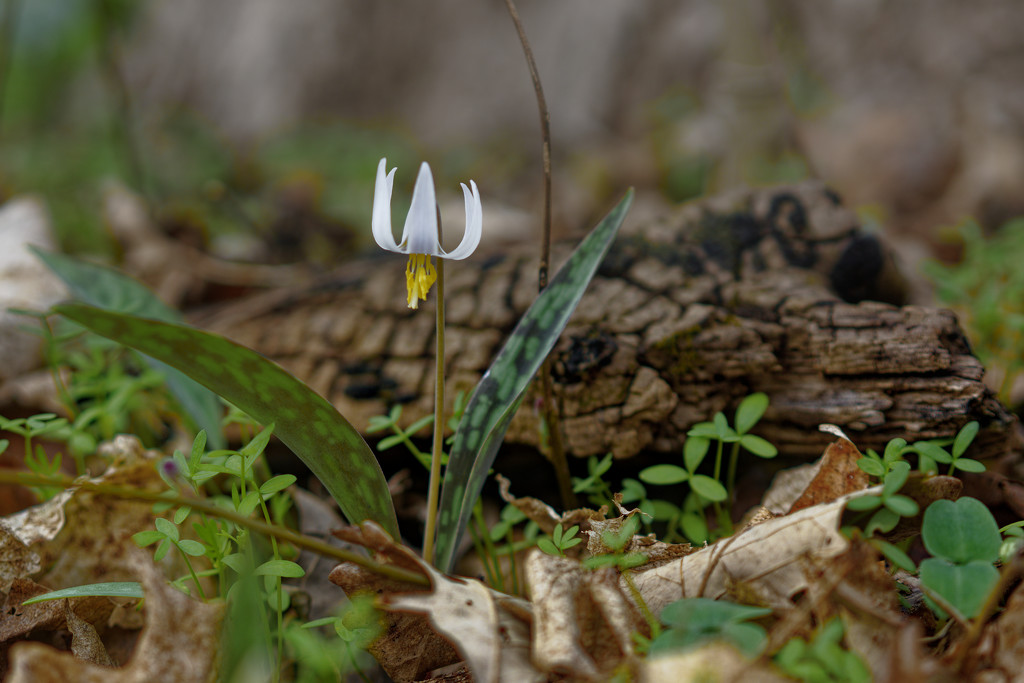 trout lily by a log by rminer
