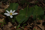 7th Apr 2021 - blood root 