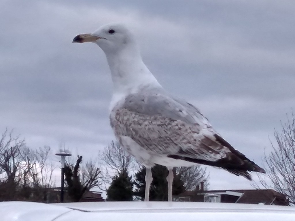 Seagull on My Car by moirab