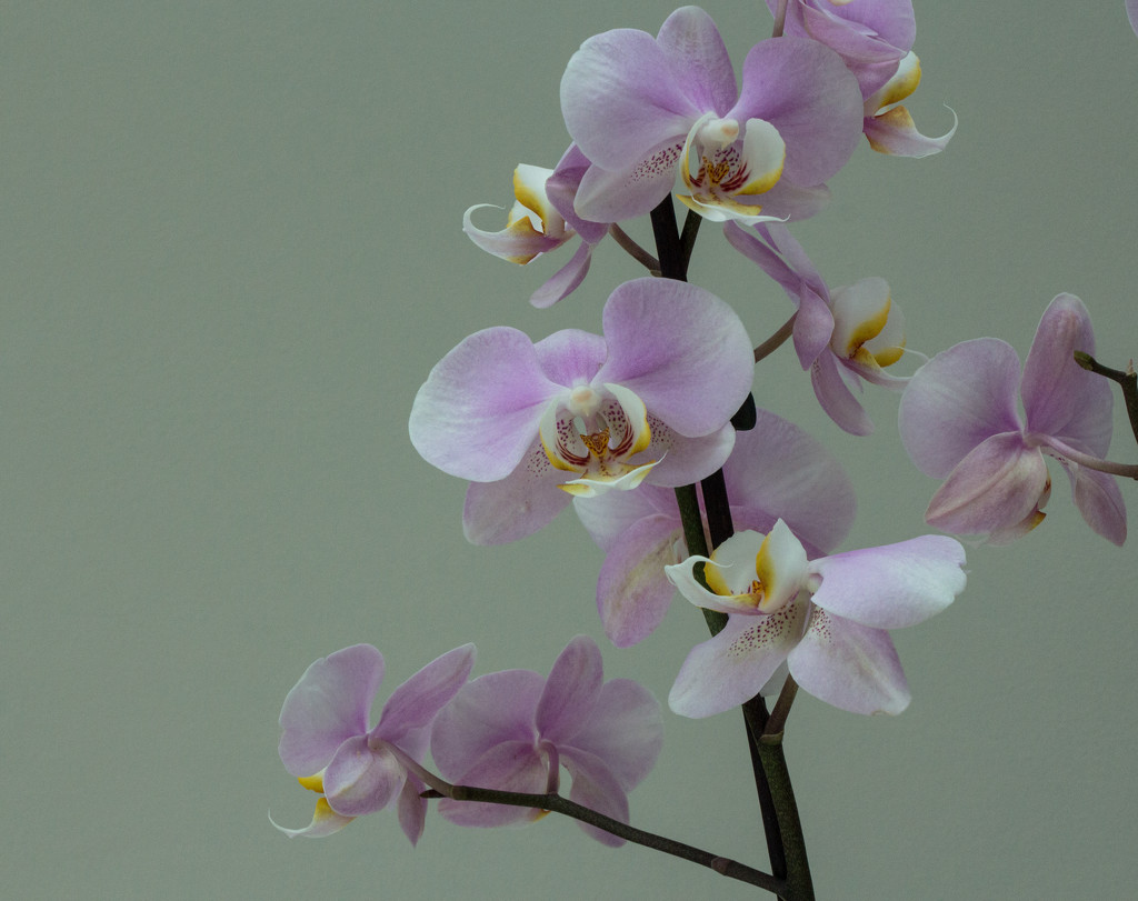Orchid by busylady