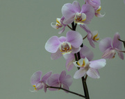 7th Apr 2021 - Orchid