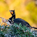 Cormorant on the nest by photographycrazy