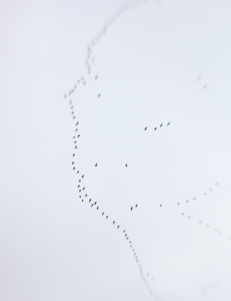 Overhead Geese by motherjane