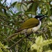 Blue Faced Honeyeater ~             by happysnaps