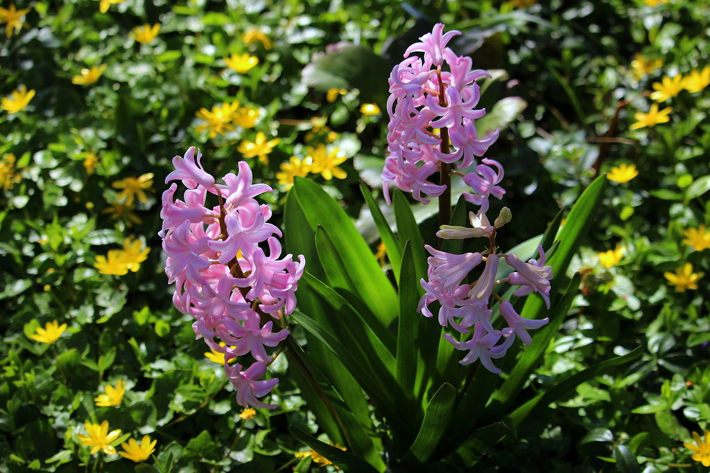 Flowers in our garden. Hyacint.  by pyrrhula