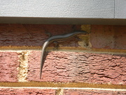 7th Apr 2021 - Salamander on Brick