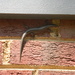 Salamander on Brick by sfeldphotos