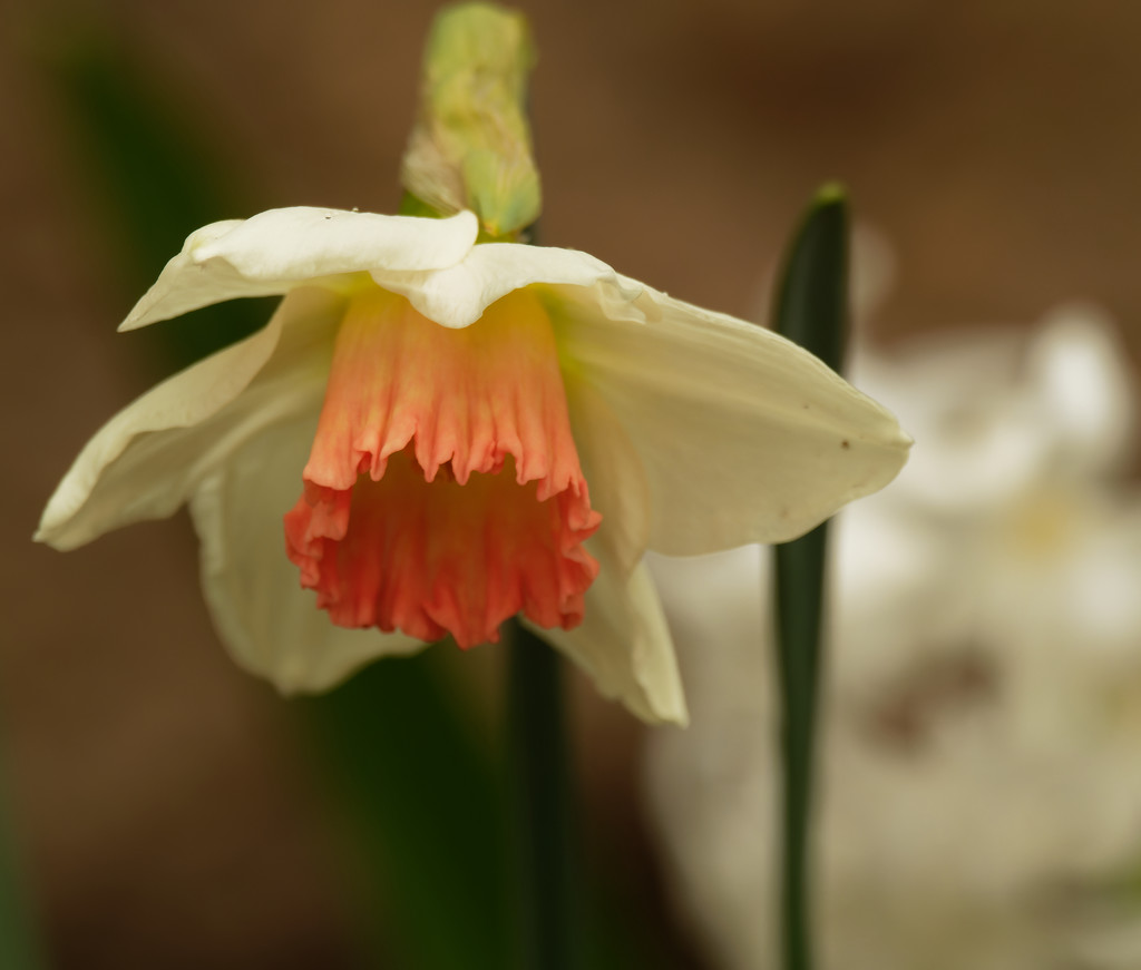 daffodil  by rminer