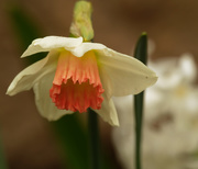 5th Apr 2021 - daffodil 