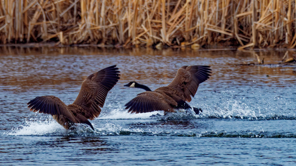 Canada geese splashdown by rminer