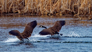 5th Apr 2021 - Canada geese splashdown