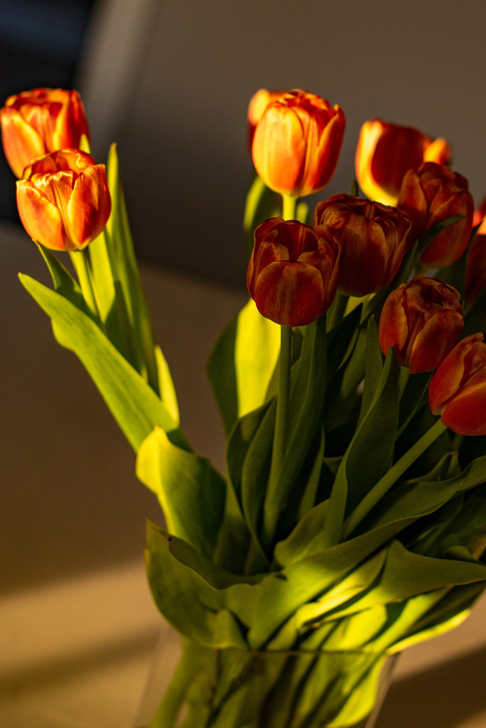 Morning sunshine tulips by dora