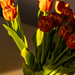 Morning sunshine tulips by dora