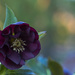 Double Helleborus by lstasel