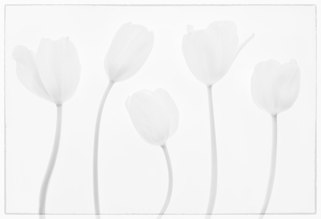 Five Tulips by sprphotos