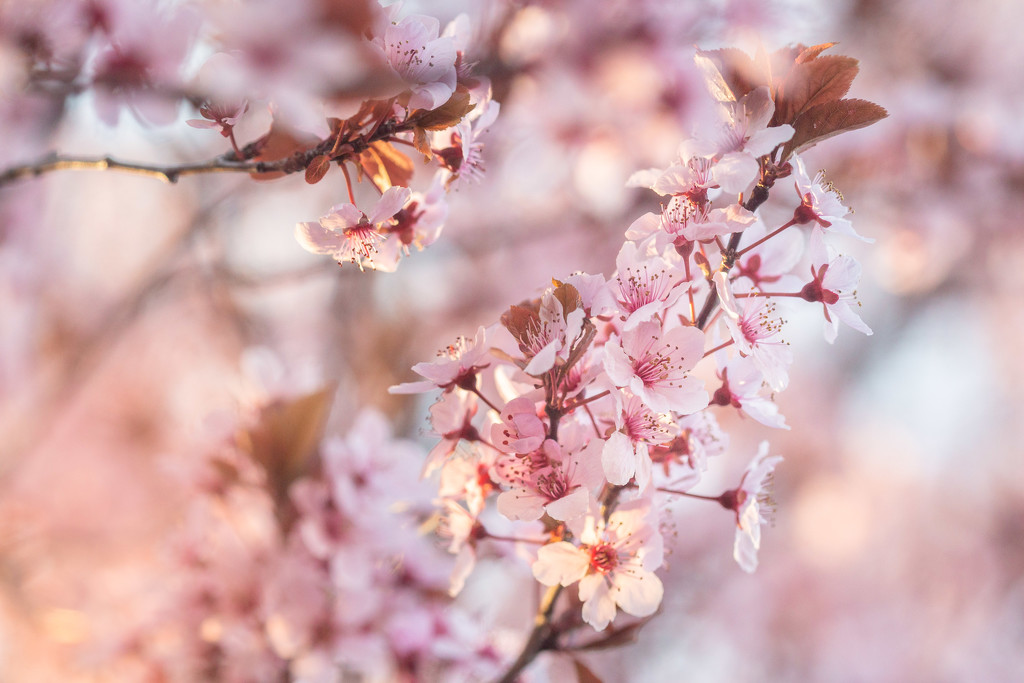 Blossoms by tina_mac