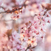 Blossoms by tina_mac