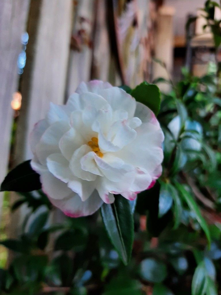 Camellia Blooming  by mozette