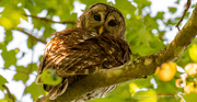 7th Apr 2021 - Barred Owl Checking Me Out!