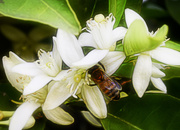 6th Apr 2021 - Busy Bee In The Orange Blossoms