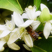 Busy Bee In The Orange Blossoms by joysfocus