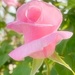 Rose  by joysfocus