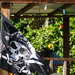 Pirate flag by acolyte