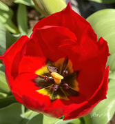 7th Apr 2021 - ~Tulip~