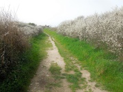 8th Apr 2021 - Walking in the blackthorn