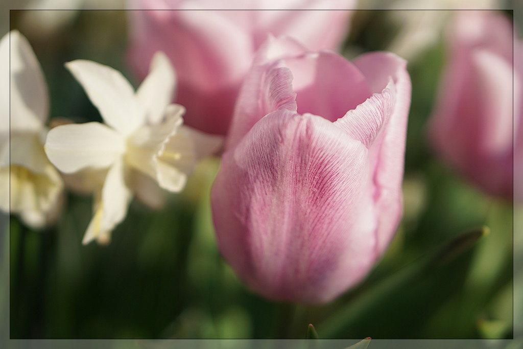 pink tulips and fragrant narcissus by quietpurplehaze