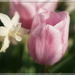 pink tulips and fragrant narcissus by quietpurplehaze