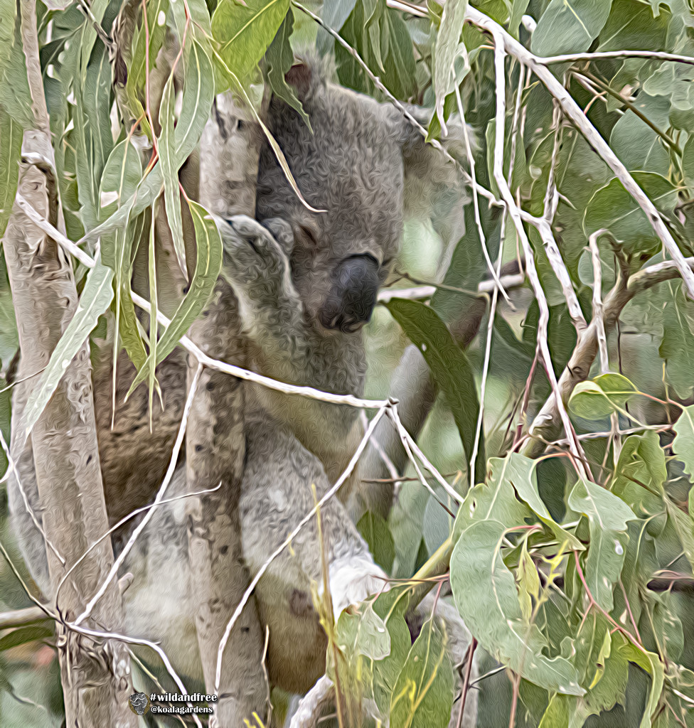 nestled in by koalagardens
