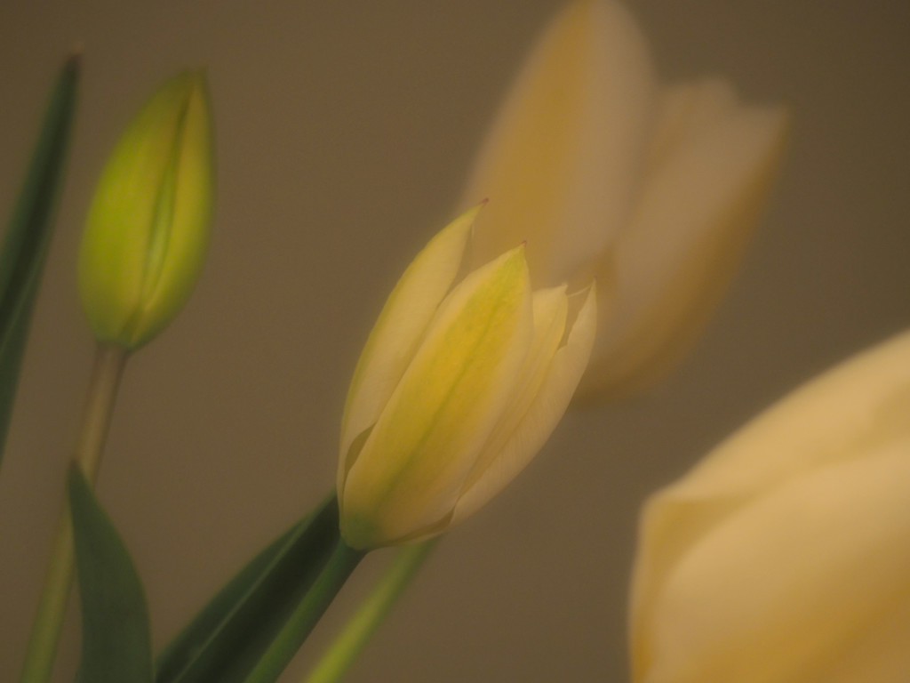 Tulips from the garden by jon_lip