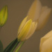 Tulips from the garden by jon_lip