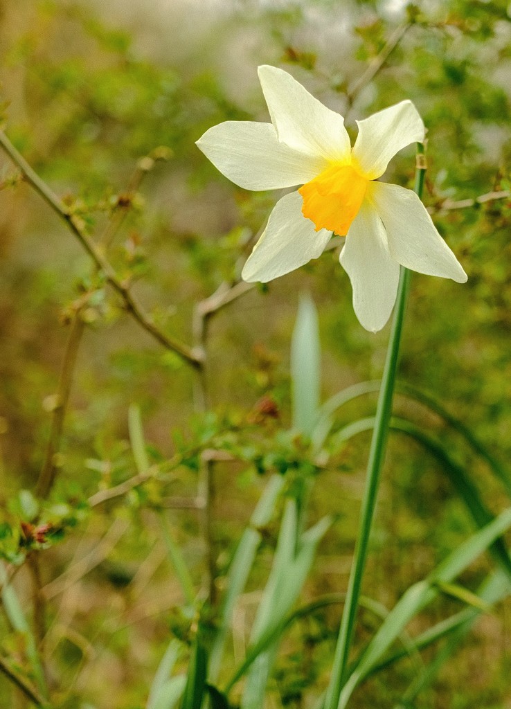 Daffodil 4 by 4rky