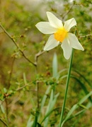4th Apr 2021 - Daffodil 4