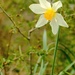 Daffodil 4 by 4rky