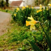 1st Apr 2021 - Daffodil 1