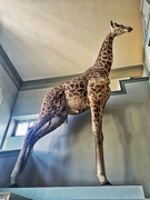 7th Apr 2021 - Giraffe. 