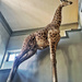 Giraffe.  by cocobella