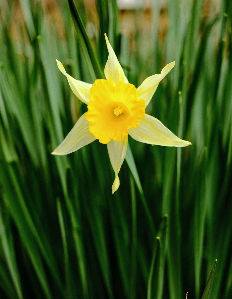 Daffodil 2 by 4rky