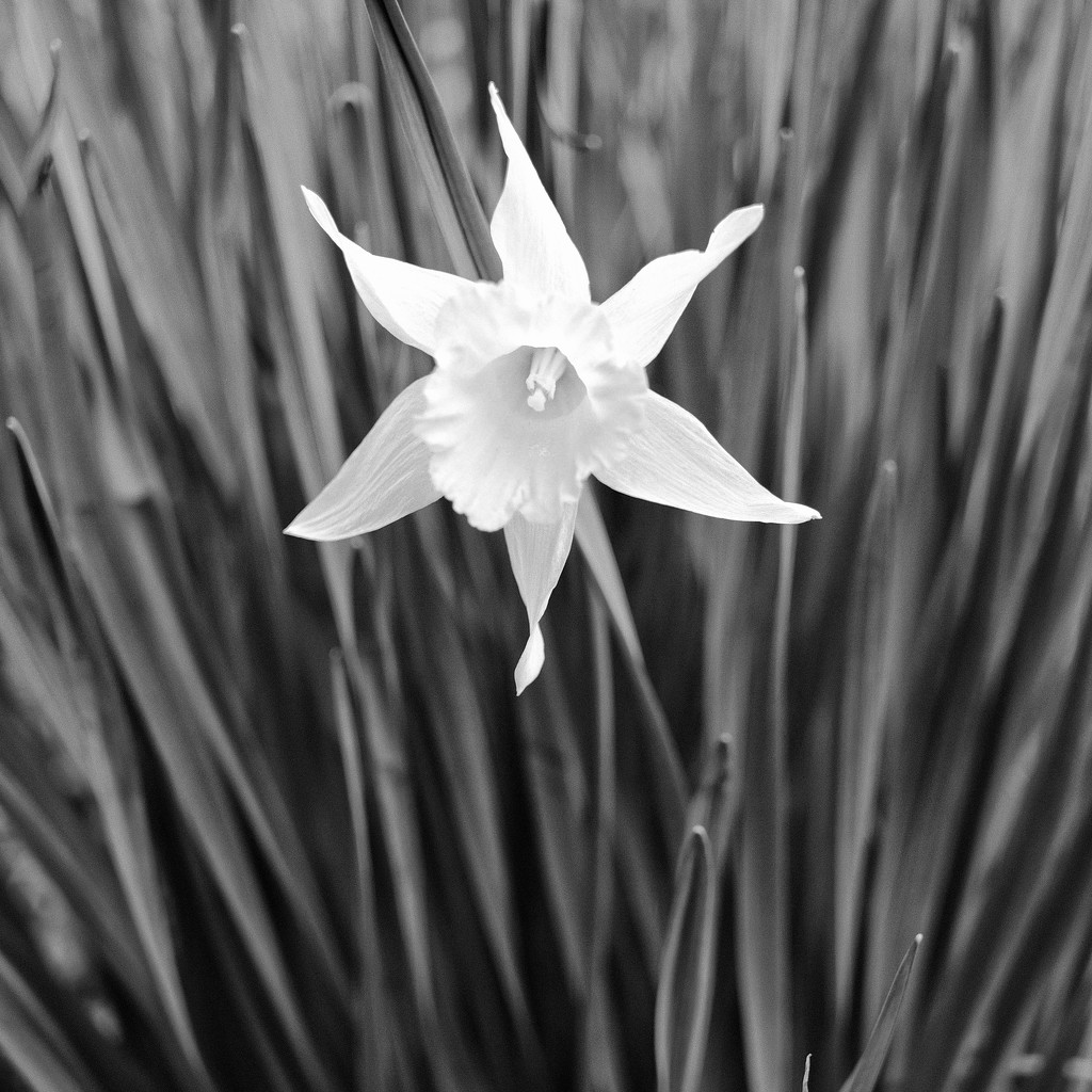 Daffodil B&W by 4rky