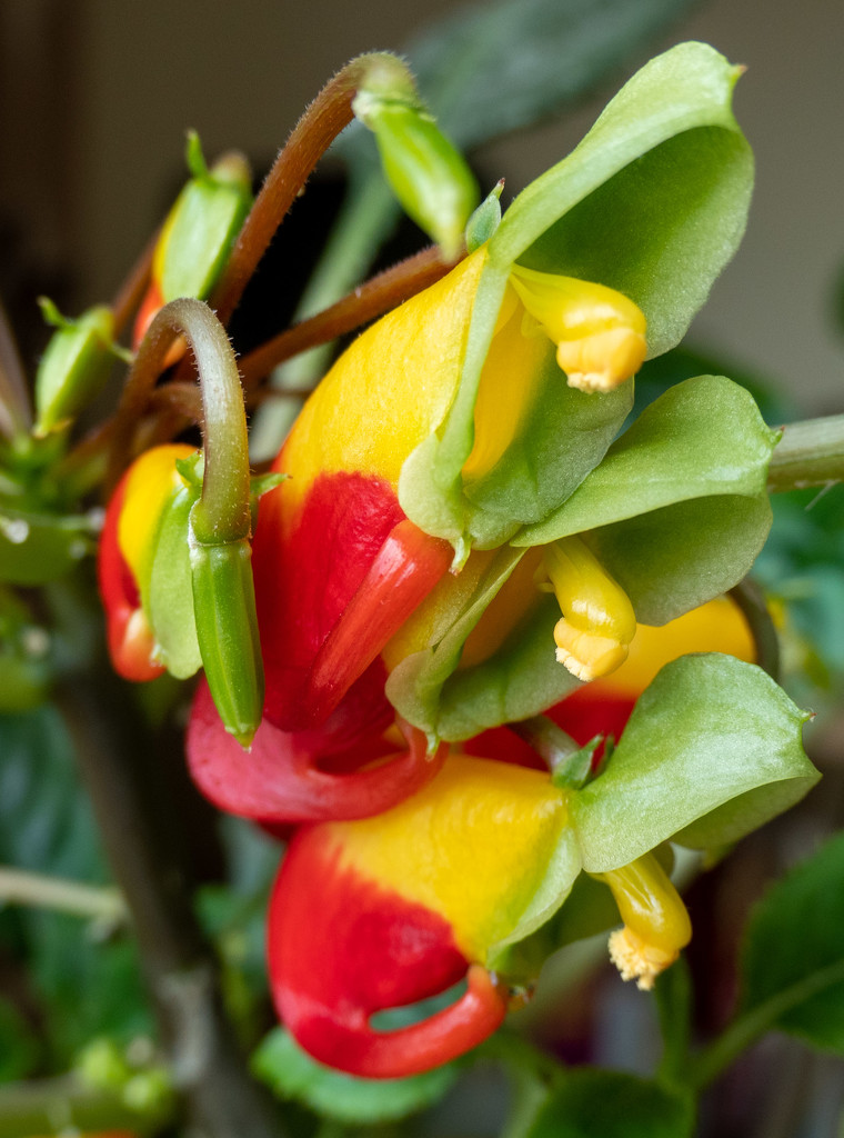 Parrot plant.... by susie1205