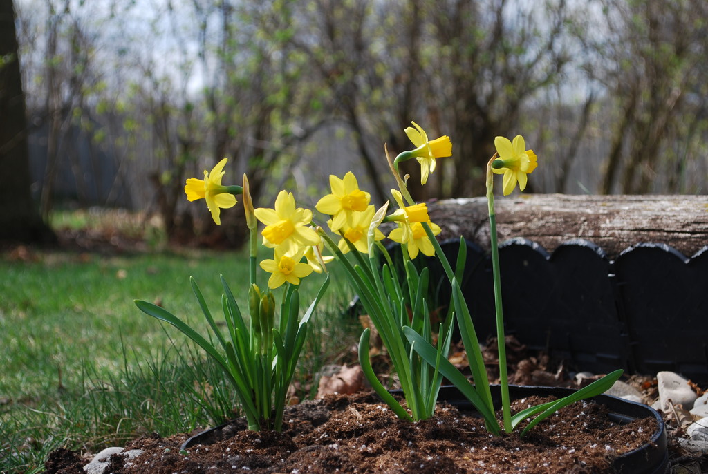 daffodils by stillmoments33